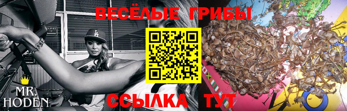 Галлюциногенные грибы Cubensis Ялта